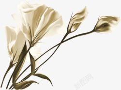 手绘精美白色花朵素材
