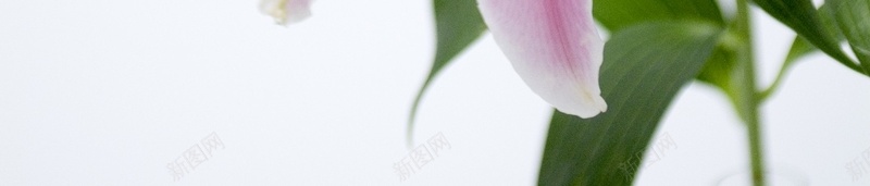 精美花卉类背景图23jpg设计背景_88icon https://88icon.com 精美 背景图 花卉类 高清