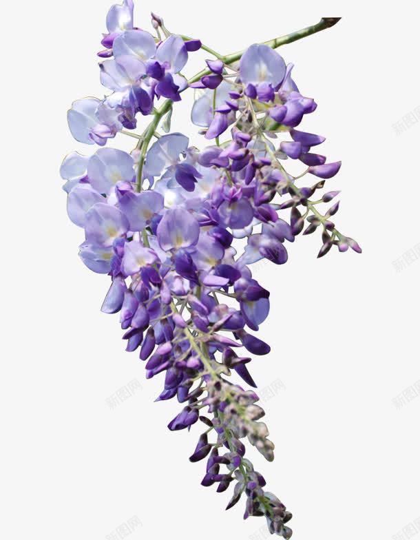 紫色花朵团簇可爱png免抠素材_88icon https://88icon.com 可爱 紫色 花朵