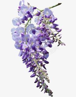 紫色花朵团簇可爱素材