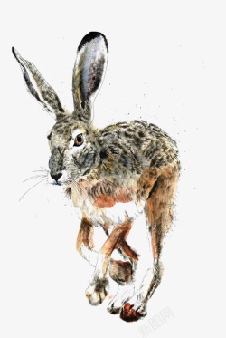 手绘水彩兔子素材