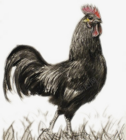 国画鸡手绘黑鸡子高清图片