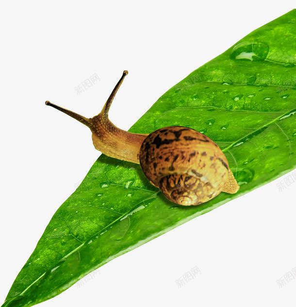 叶子上的蜗牛png免抠素材_88icon https://88icon.com 叶子 叶子上的蜗牛 春天 绿色 蜗牛
