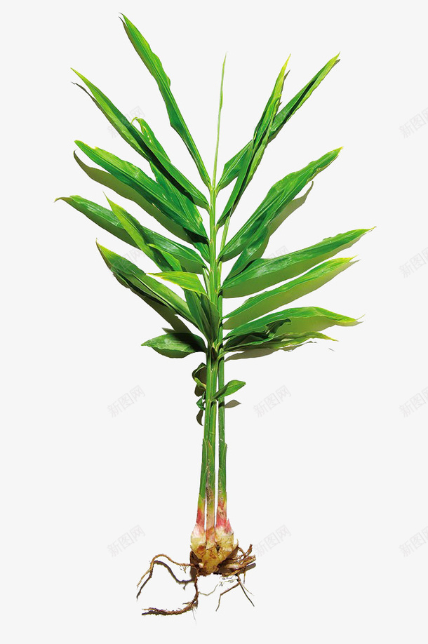 新鲜生姜植物png免抠素材_88icon https://88icon.com 姜苗 植物 生姜 生姜苗