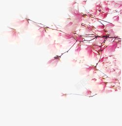 粉色梦幻古典花朵树枝素材