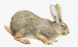 动物可爱小灰兔素材