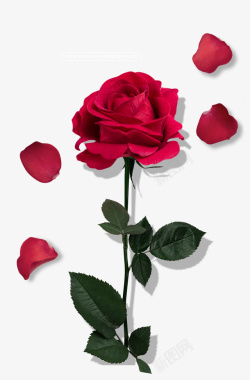表白节背景玫瑰花情人礼物植物高清图片