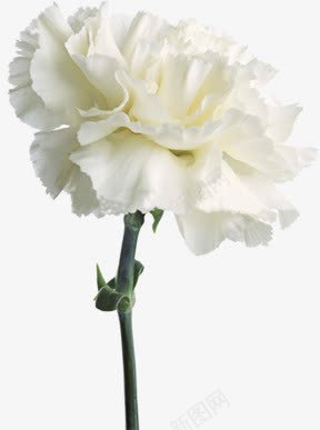 白色圣洁花朵装饰png免抠素材_88icon https://88icon.com 圣洁 白色 花朵 装饰