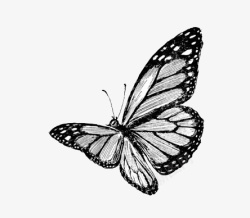 黑色素描蝴蝶素材