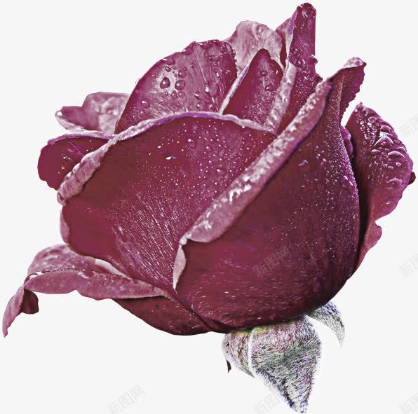 紫色的花朵鲜花png免抠素材_88icon https://88icon.com 紫花 花朵 鲜花