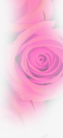 粉色梦幻花朵素材