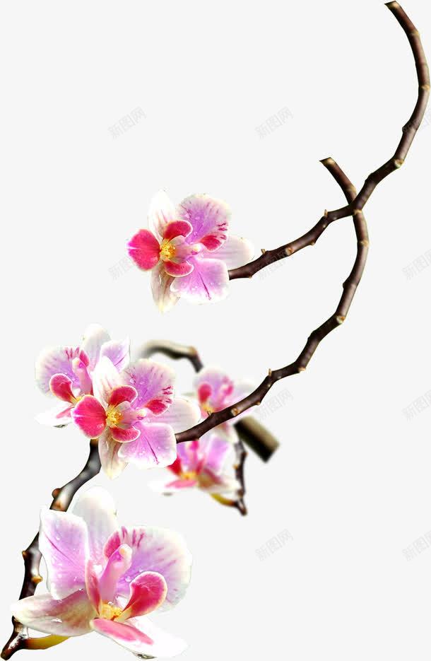 中国风手绘花朵插图png免抠素材_88icon https://88icon.com 国风 插图 花朵