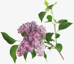团状紫色绿叶团状花朵高清图片