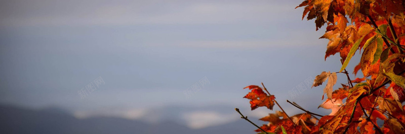 秋季落叶风景摄影12jpg设计背景_88icon https://88icon.com 摄影 秋季 落叶 风景