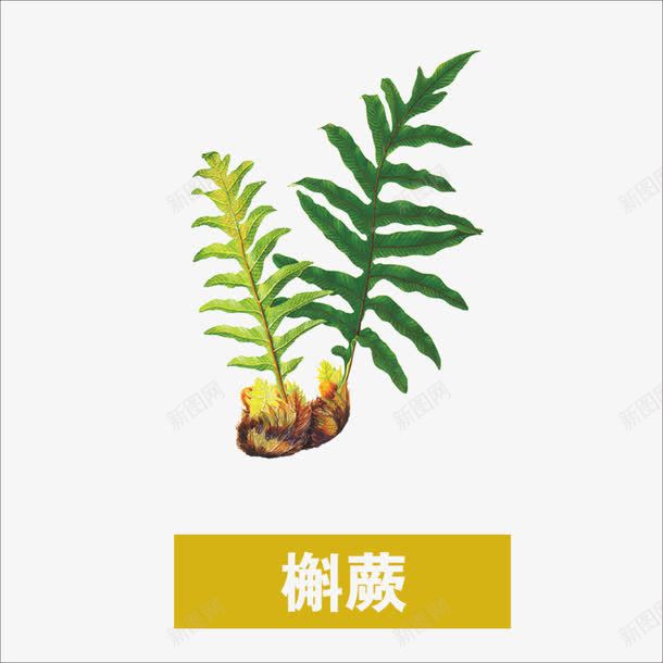 槲蕨png免抠素材_88icon https://88icon.com 中药 本草纲目 草药 药材