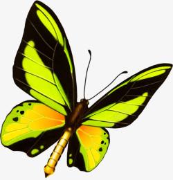 手绘绿色蝴蝶淘宝背景素材