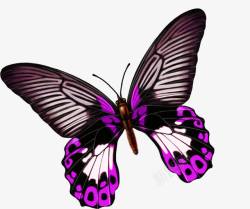 紫色美丽蝴蝶手绘素材