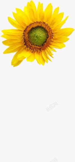 摄影黄色花朵素材