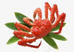 红色虾蟹素材
