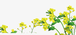 清新春日装饰插图黄色油菜花花朵素材
