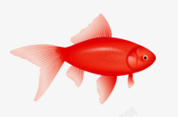 红色鱼尾红色金鱼高清图片