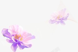 春天紫色唯美花花朵素材