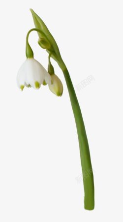 低头的白色花朵素材