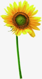黄色向日葵花朵植物素材