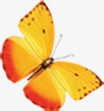 黄色飞舞的蝴蝶摄影效果素材
