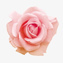 粉色玫瑰花素材