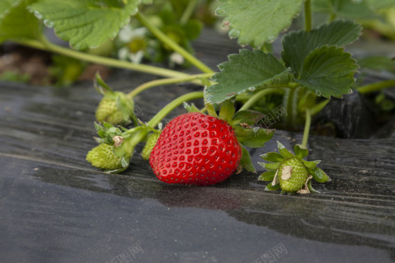 草莓新鲜草莓植物草莓苗背景