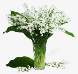 白色花朵鲜花装饰素材