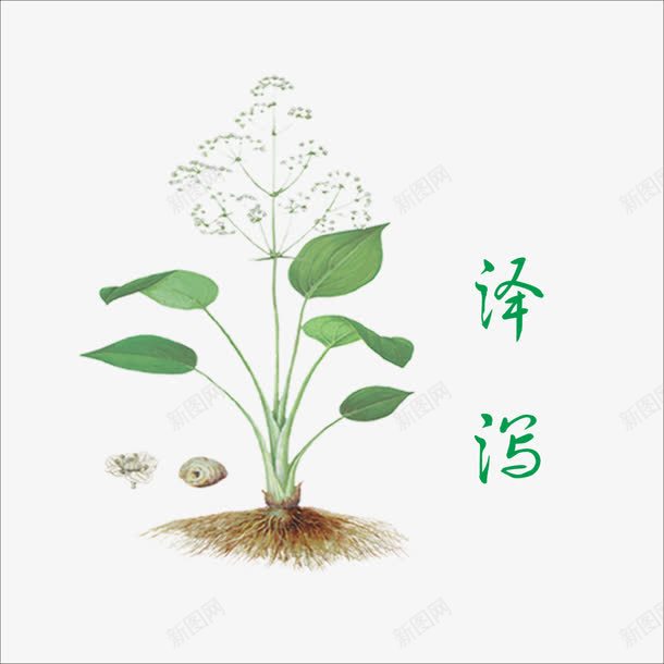 泽泻png免抠素材_88icon https://88icon.com 中药 本草纲目 草药 药材