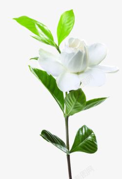 山荼花白色花朵素材