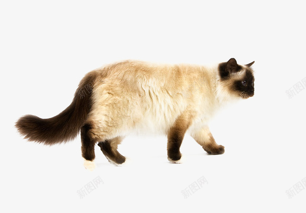 长尾猫猫png免抠素材_88icon https://88icon.com 可爱 实物 猫 装饰