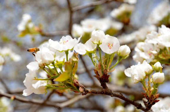 梨花盛开的季节背景