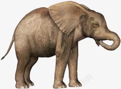 幼年喝水的幼年亚洲象高清图片
