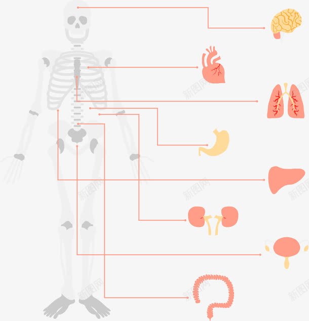 手绘人体骨骼和器官png免抠素材_88icon https://88icon.com 内脏 内脏图 器官 手绘 骨骼
