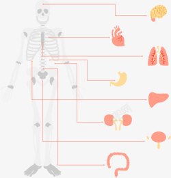 手绘人体骨骼和器官素材
