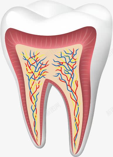 牙齿png免抠素材_88icon https://88icon.com 剖面图 牙 牙科 牙齿