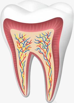 牙齿剖面图牙齿高清图片