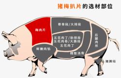 猪肉分部图素材