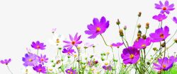 紫色花卉摄影素材