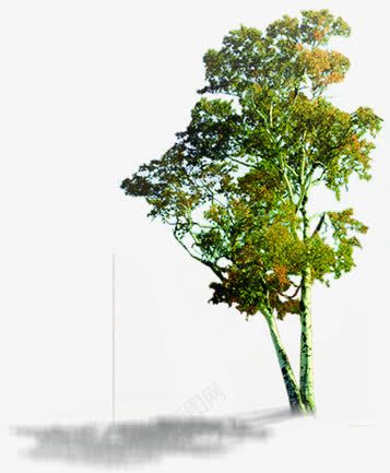 摄影绿色树木合成效果png免抠素材_88icon https://88icon.com 合成 摄影 效果 树木 绿色