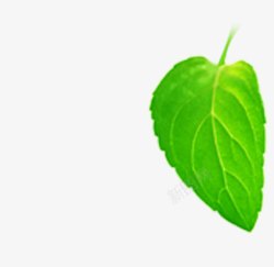 绿色树叶植物卡通效果素材