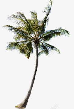 夏天椰子树图案素材