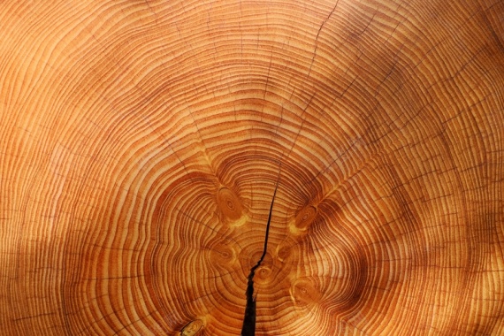 木纹木材木料纹理森林树背景