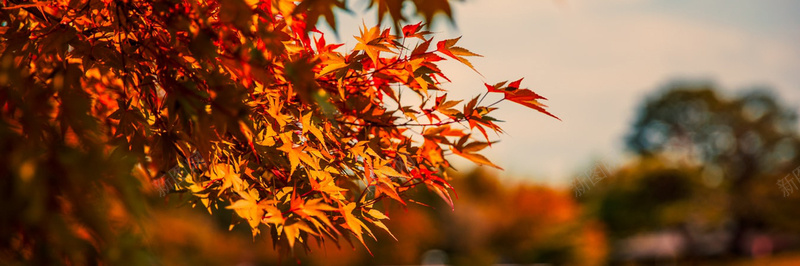 秋季落叶美景摄影9背景