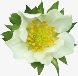 白色花卉植物合成效果摄影素材