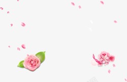 粉色玫瑰花素材